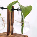 Hydroponic Plant Terrarium Vasevase Decoration Home Glass Bottle