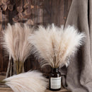 Simulation Reed Grass Pampas Grass